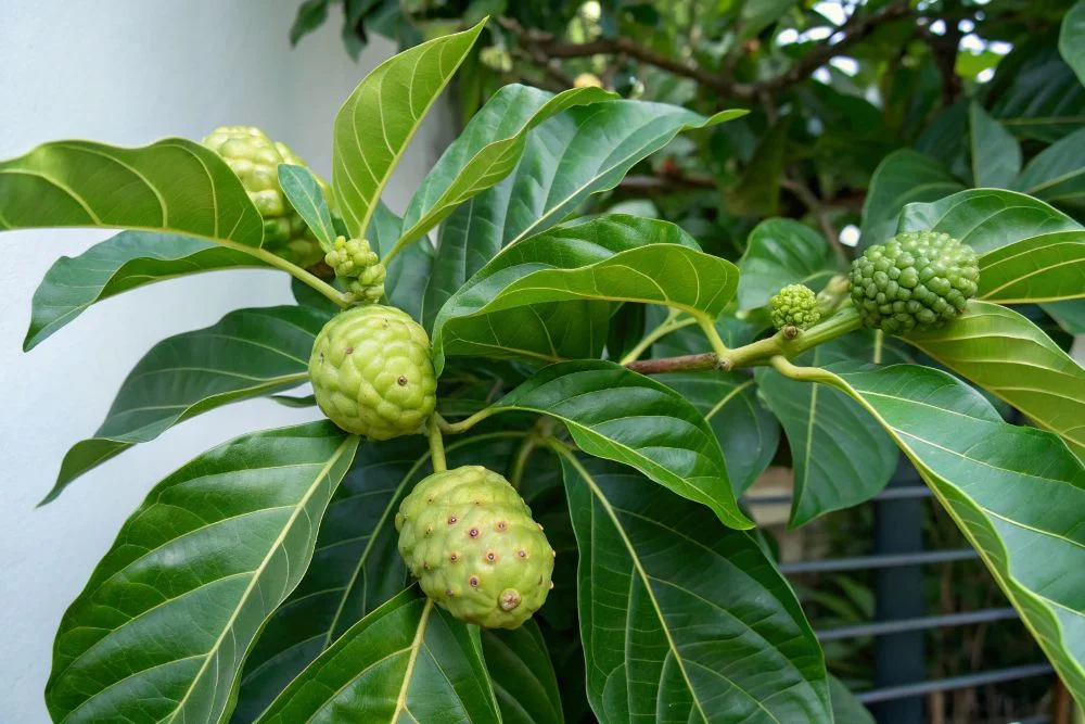 Tác Dụng Phụ Của Nước Cốt Nhàu Cần Biết Trước Khi Dùng
