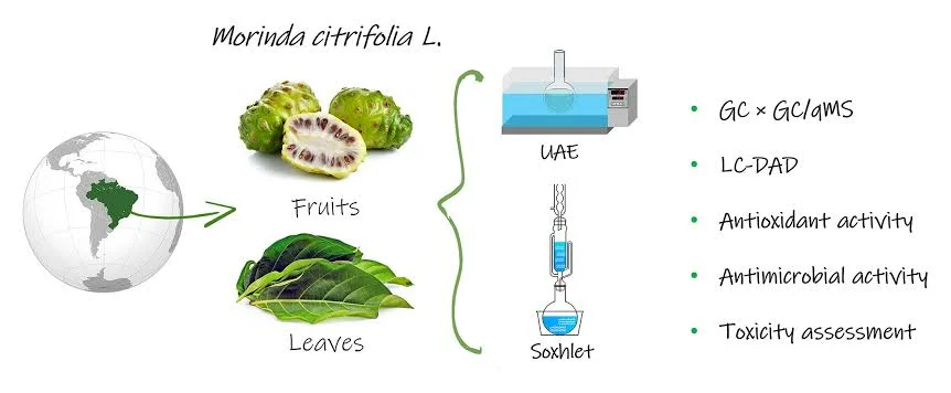 thành phần của trái nhàu
